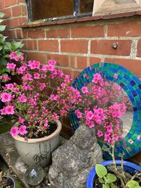 Purple flowering plants against wall