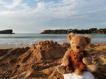 View of a lion on beach