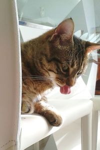 Close-up of cat sitting