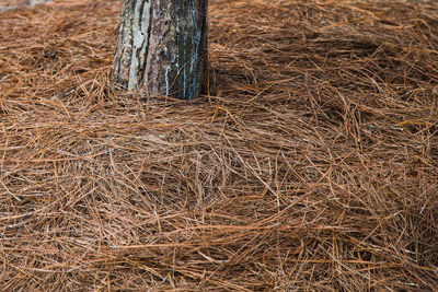 Close-up of tree trunk