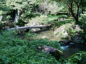 Plants growing by river in forest