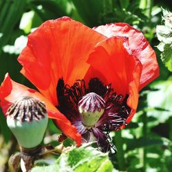 Close-up of red hibiscus blooming outdoors