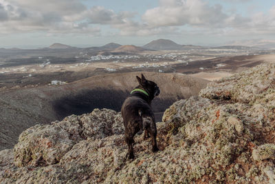Dog on mountain against sky