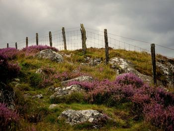 Plants growing on landscape against sky