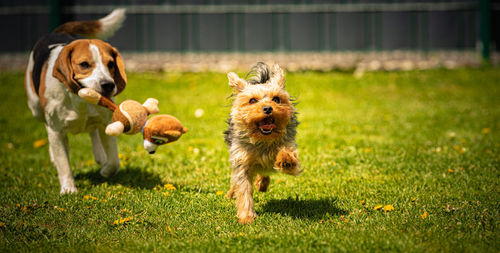 Dog running in field