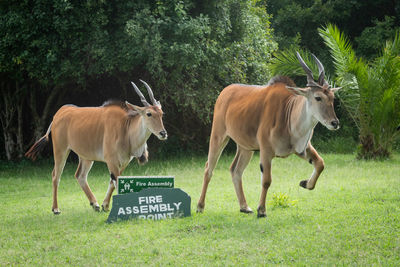 Two eland cross grass lawn past sign