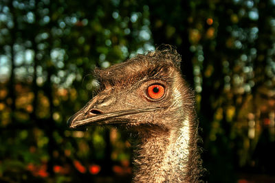 Close-up of a bird looking away