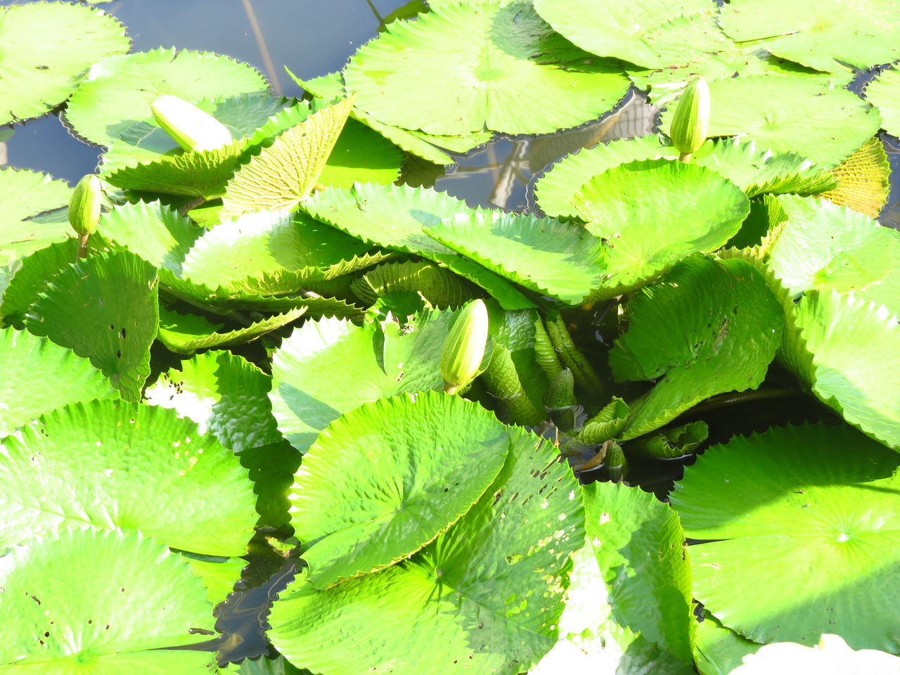 HIGH ANGLE VIEW OF FRESH GREEN LEAVES IN WATER