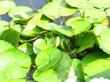 Full frame shot of fresh green leaves