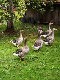 Ducks on grassy field