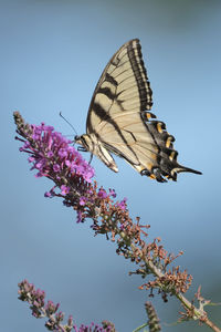 Swallowtail butterfly