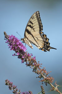 Butterfly pollinating on purple flower