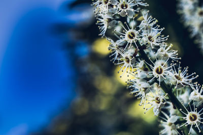 Close-up of honey bee on plant