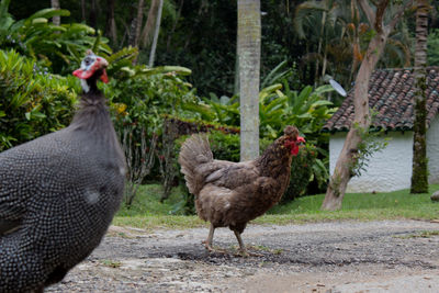 Herd of a bird