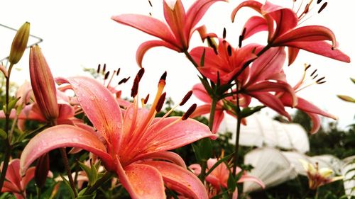 Close-up of wet red lily flowers
