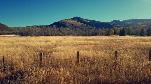 Scenic view of agricultural field against clear blue sky