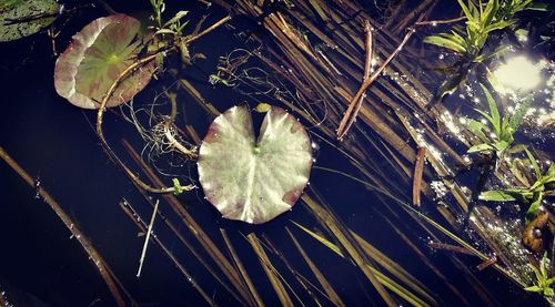 High angle view of plant in water