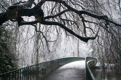 Bare trees in winter against sky