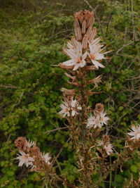 Close-up of white flowering plants on field