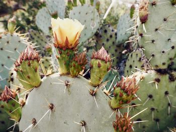 Close-up of prickly pear cactus