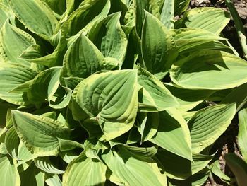 Close-up of fresh green leaves