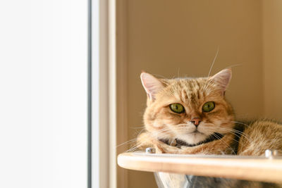 Cute brown scottish straight cat sleep in house, popular pet animal concept