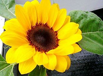 Close-up of sunflower