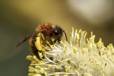 Close-up of bee pollinating on flower