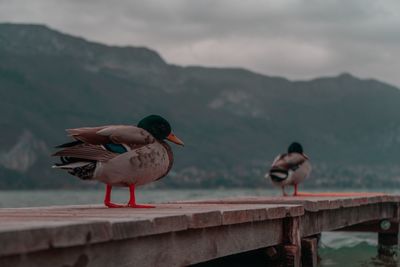 Birds perching on wood against mountain