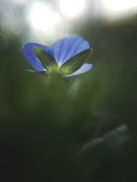 Close-up of flower blooming outdoors
