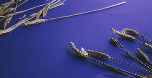 Close-up of dead plant against violet paper