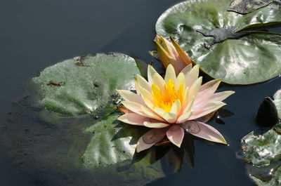 Close-up of water lily blooming outdoors