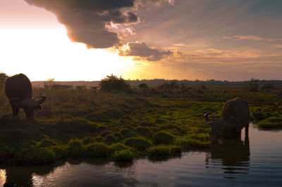 View of horse in lake against sunset sky