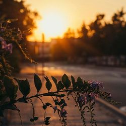 Close-up of plant against sky at sunset