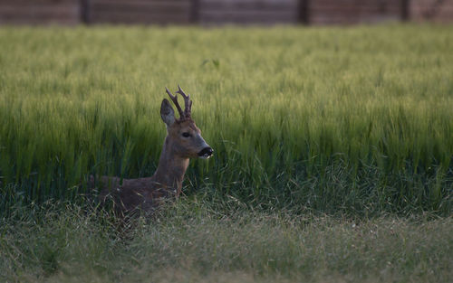 Deer standing on field