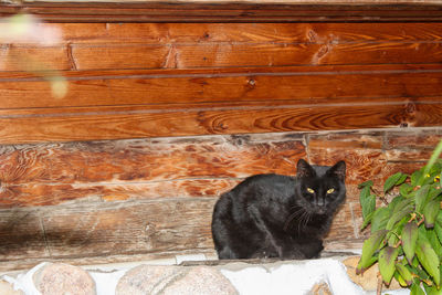 Portrait of cat sitting on wall