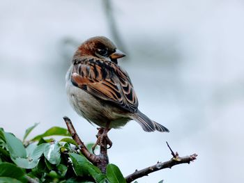 Close-up of bird perching on branch