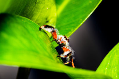 Close-up of insect on leaf