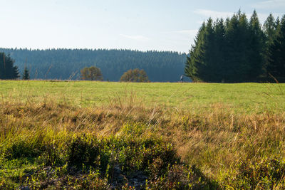 Scenic view of trees on field against sky