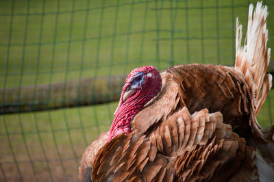 Close-up of a bird in cage