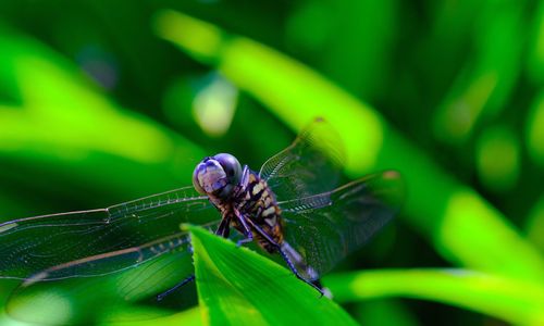 Close-up of dragonfly on plant