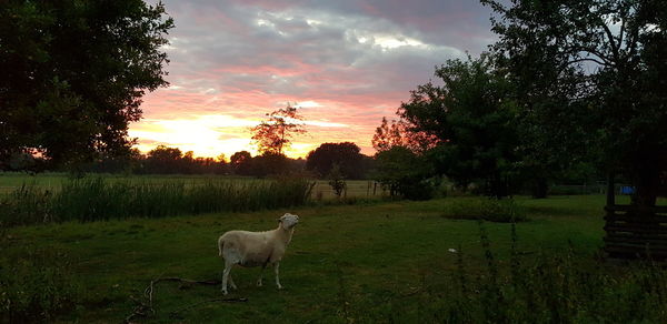 View of a dog on field