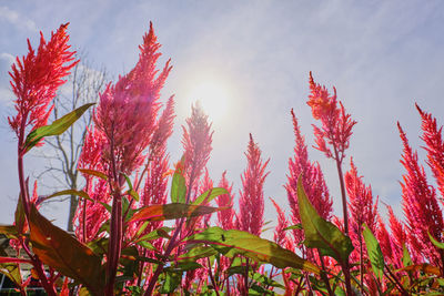 Low angle view of flowering plants against sky