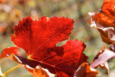 Close-up of dry maple leaf during autumn