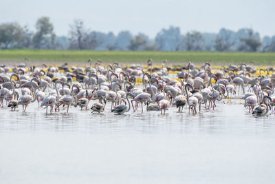 Flock of birds in lake