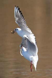 bird