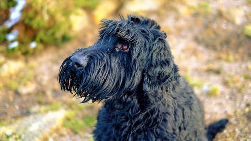 Close-up portrait of black giant schnauzer dog