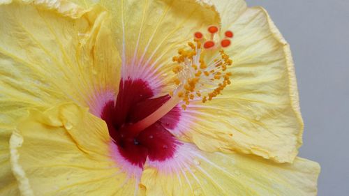 Close-up of yellow flower