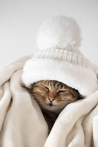 Close-up of woman holding cat