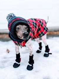 Close-up of dog dressed warmly in the snow 